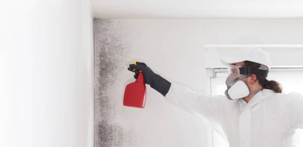 Best Black Mold Removal  in South Berwick, ME