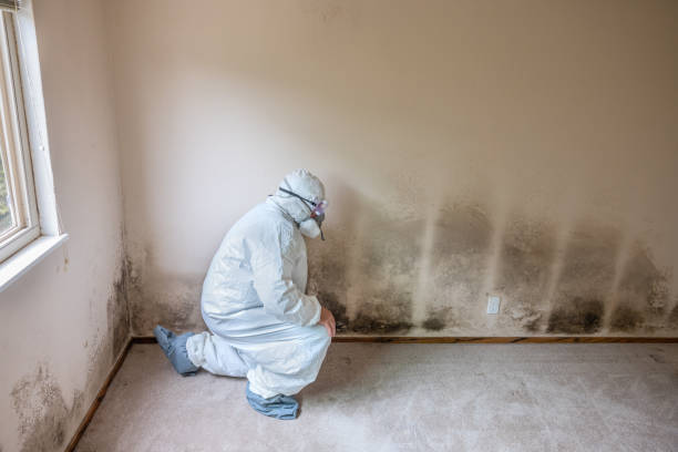 Trusted South Berwick, ME Mold Removal Experts